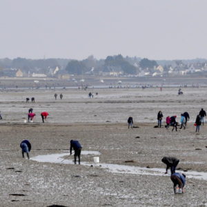 Pêche à pied dans la petite mer de Gâvres